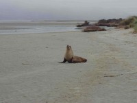 Sea lion left bank of inlet (Bruce pic and caption)