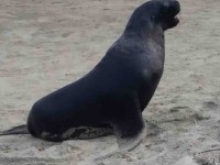 One of many seals on the beach. (Margreet pic and caption)