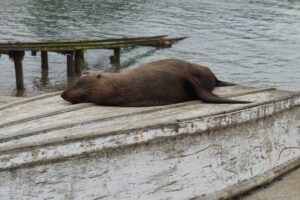 2 Feb Moeraki John seal sleeping on boat resize