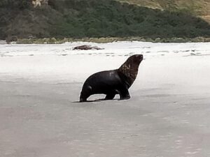 One of over 20 sealions observed