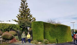 Octagon shaped macrocarpa hedge offering privacy by surrounding a large dwelling