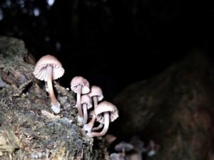 Fungi photo Grant