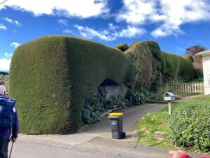 the hedge is along Marine Parade - Adrienne