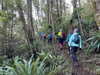 10 July Trampers Govt Track Track Through The Beech Forest. Photo & Caption Pam