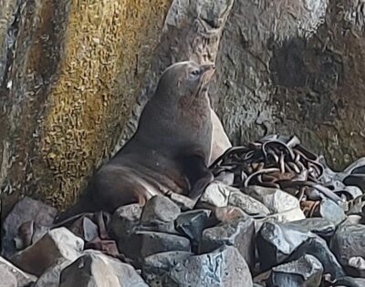 Fur Seal Helen