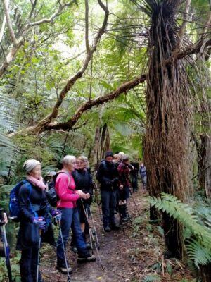 14 Aug Whare Flat Trampers The Team Admires The Tree Ferns Caption & Photo Phil