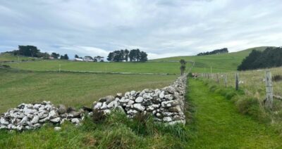 Stone Fence On The Otago Peninsula Pam