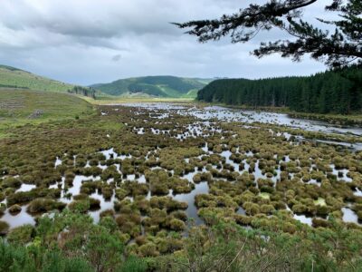 Takitakitoa Wetlands From The Lookout Caption And Photo Marijke