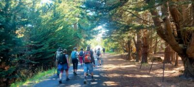 29 Jan Hikers Harwood Through The Trees. Photo & Caption Helen