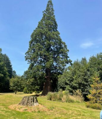 1 Mt Stuart Reserve Giant Sequoia Caption And Photo John W