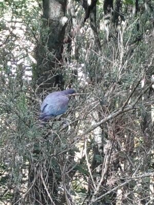 Kereru Caption And Photo Sue