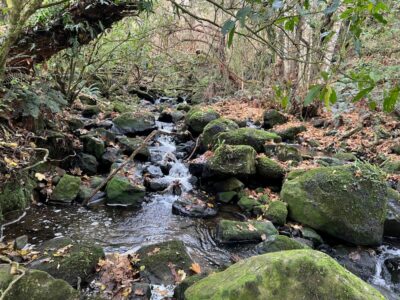 21 May Craiglowen Falls Trampers Moss Covered Boulders And Autumn Leaves Idyllic.. Photo & Caption Pam