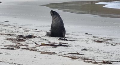 21 May Sandymount Who Are These Creatures In My Place. Photo & Caption Chris