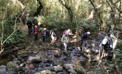 Streams Crossed With Care Jenni