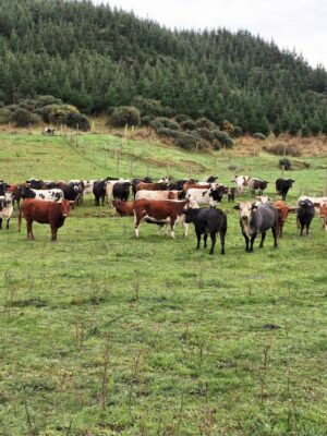 Cows