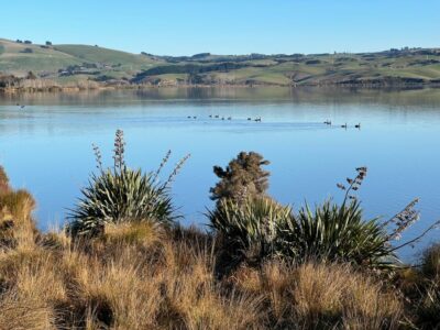 2 july waihola combined black swans on lake waihola photo & caption john