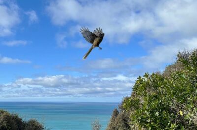 Fantail in flight