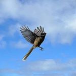Fantail in flight