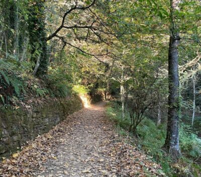 Leafy path
