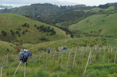 Journeying back down elizabeth regina track, through more established plantings john