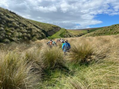 Lost in the tussocks. caption and photo pam
