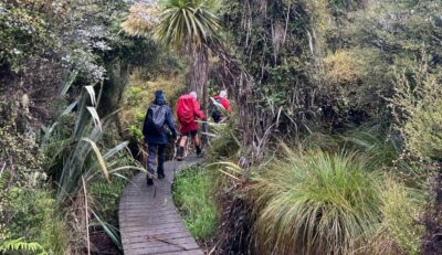 Passing the flowering cabbage trees pam