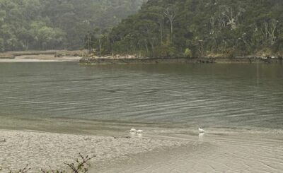 Spoonbills
