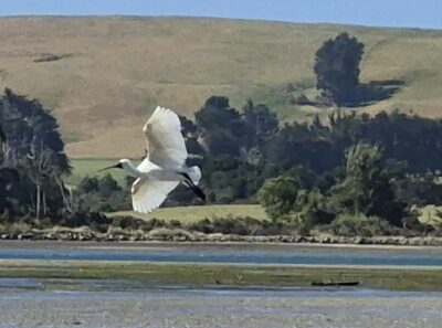 Bird photo taken at pounawea caption and photo linda