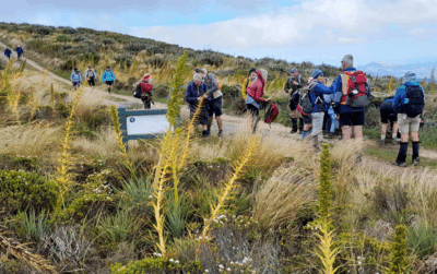 Blooming spaniards! windswept on swampy summit, regrouping at the entrance of rustlers track. caption and photo jane