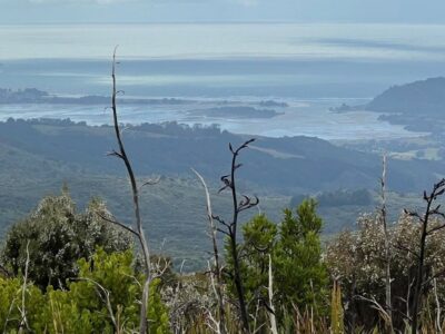 Blueskin bay from rustlers track. caption and photo pam