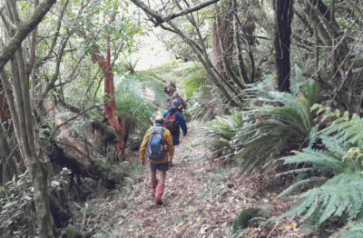 Descending burns track nice and sheltered in the bush. caption and photo jane