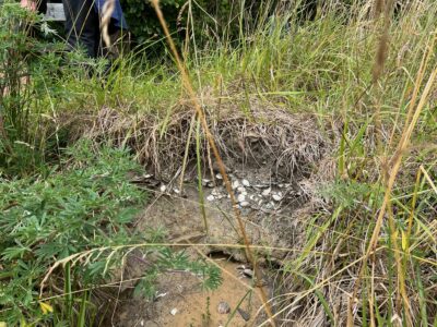 Maori midden at picnic point where you can see the layer of shells and ash caption and photo katherine
