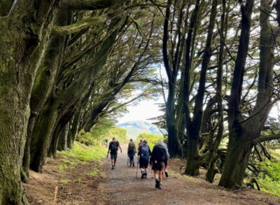 18 feb sandymount walking through an amazing avenue of trees at the very end of the walk! photo & caption marijke
