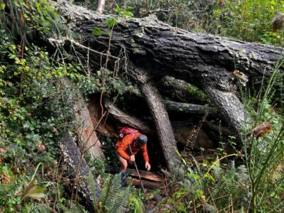 Graham had to fold to get under a fallen tree! jill r