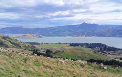 Great views – signal hill to mt cargill caption and photo ross