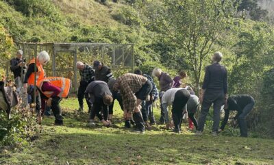 Club members repairing the lawn damage pigs had made caption and photo carol