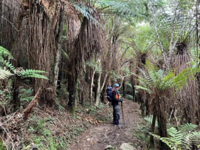 24 june grahams bush etc trampers avenue of old & young tree ferns. photo & caption pam
