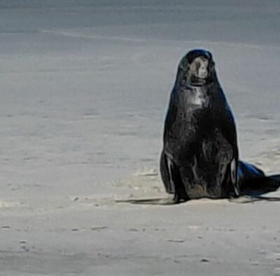 I sent this picture to our families and said that our lunch spot got the seal of approval to which our daughter replied that's a flippin' good photo caption and photo neil