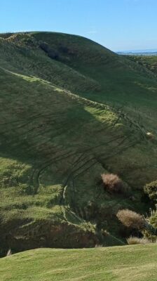 Sheep 🐑 on Lawson's farm know how to make true contours! Graham