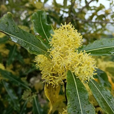 Lemon tree, very pretty and the lemon flower is sweet.....( Pittosporum eugenioides aka lemonwood crush the leaves for a stronger perfume) Phil K