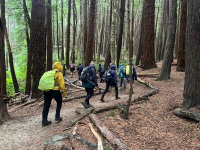 Through the Redwoods