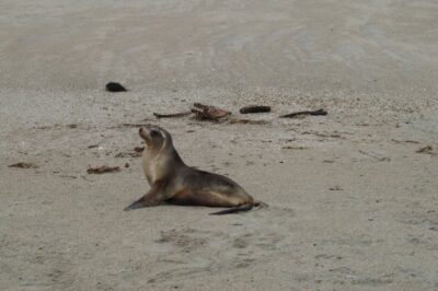 7 Oct Inchclutha combined Even the Sea Lions are chilled out here. Photo & caption John