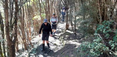 Kanuka forest and dappled sunlight as we walk to Green Hut site @ 10.36am Caption and photo Jane