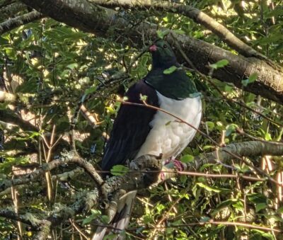 Our morning tea friend. Caption and photo Wendy